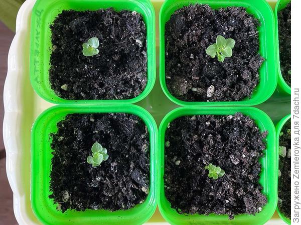 6 апреля 2023 года. 47 дней от всходов