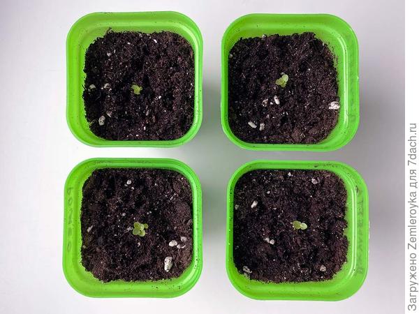 21 марта 2023 года. Растениям 31 день