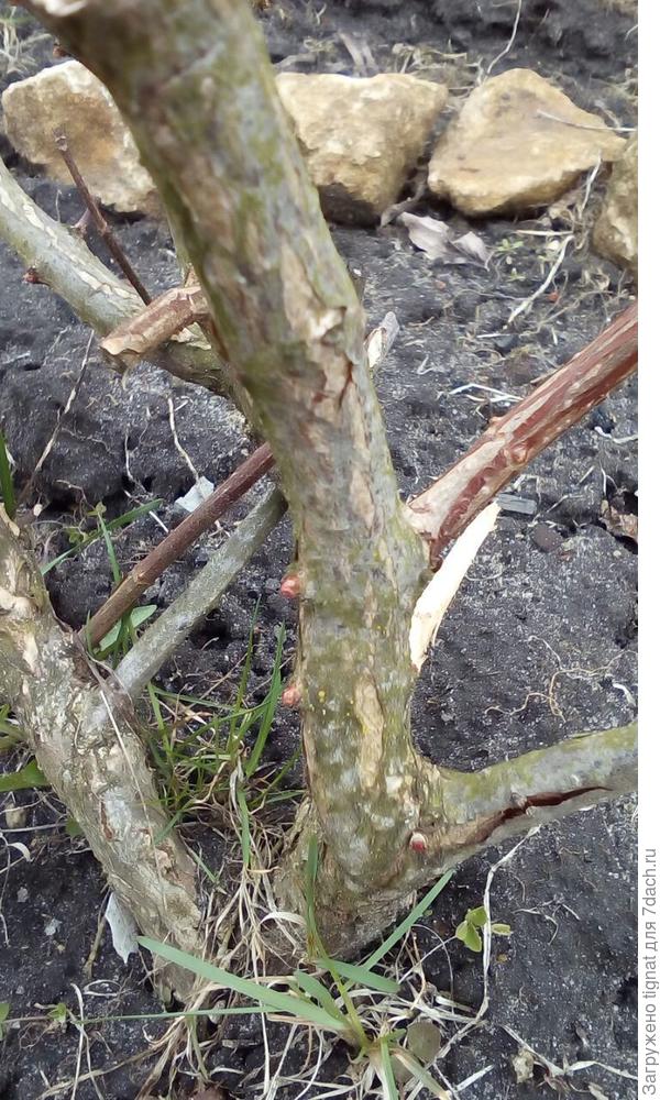 Это же почечки?