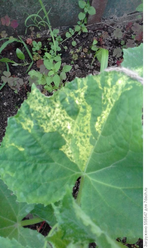 Чем заболел огурец?