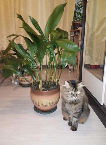 Коты-цветы
