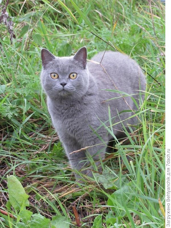 Сима гуляет