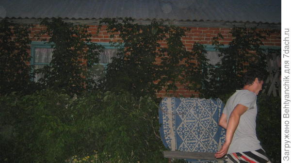 Видно, как виноград пробирается под крышу. Фото темное-вечер