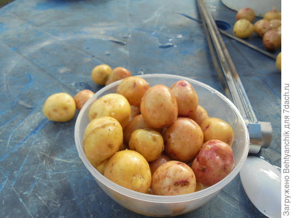 Промыли картошечку