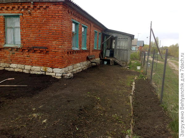 выкорчевали девичий виноград