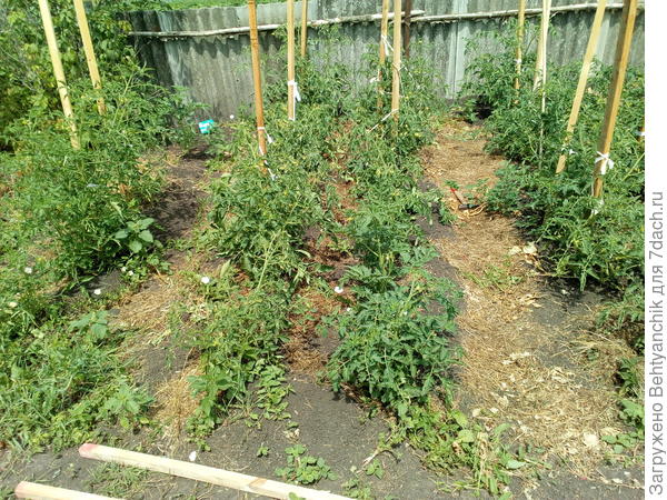 здесь томатики растут . Я предпочитаю детерминантные, чтобы успели вызреть. Их много было в этом году.