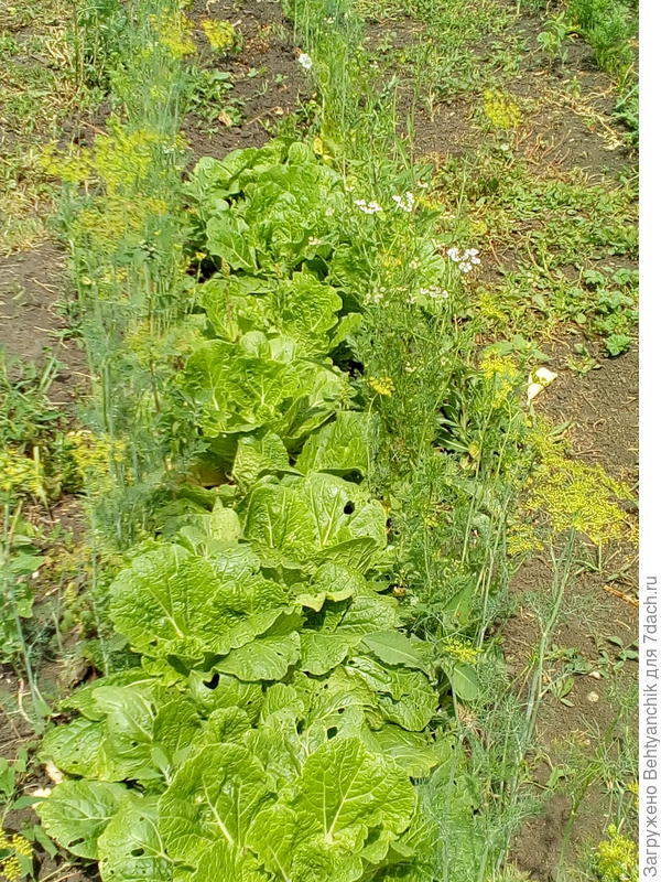 А вот видно пекинскую капусту.  Я её прореживала и в щи.