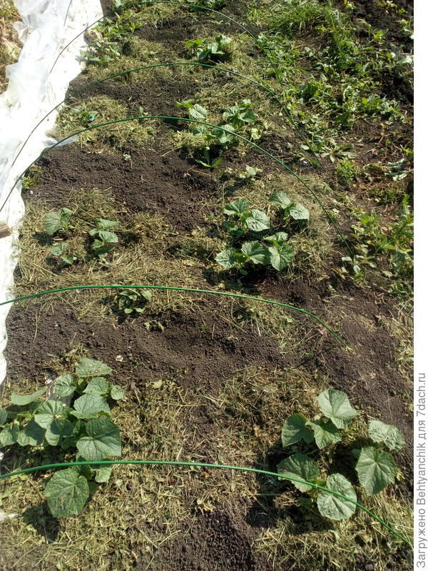 9 июня. Огурцы растут в лунках