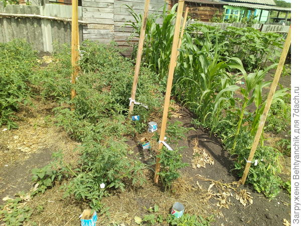 здесь видны подросшие кукуруза и горох