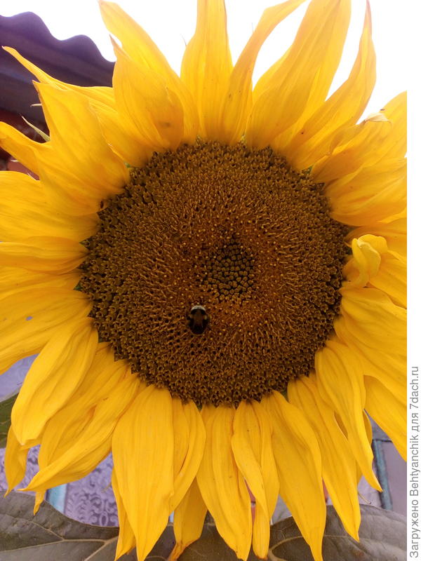 Мои солнышки