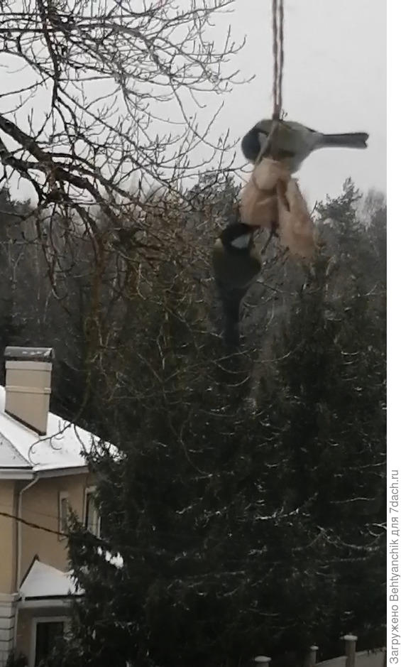 Синицы за окном. Скрин из видео