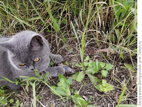 Мышеловка ))