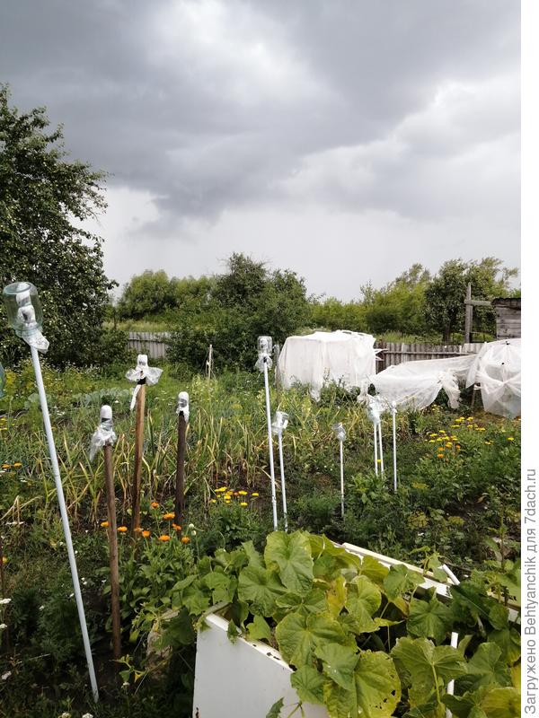 Здесь видны холодильник с огурцами, чеснок и вдали-мои сооружения для помидоров. Начало августа