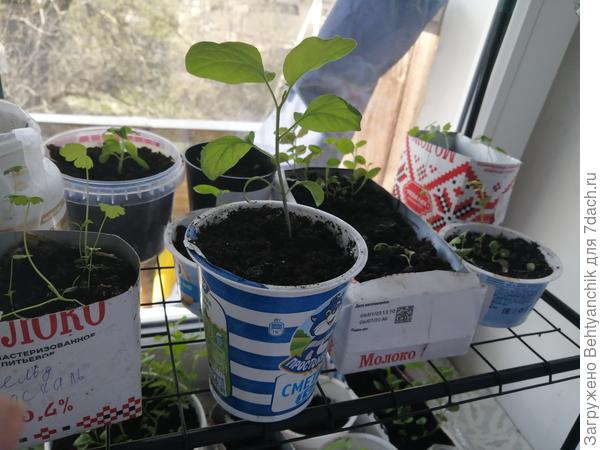 Слева в пакете от молока всходы сельдерея