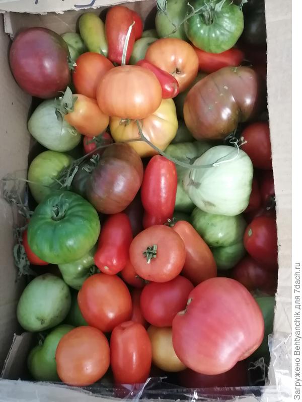 Несколько коробок томатиков разных сортов и размеров еще остались и постепенно созревают. Думаю, до декабря точно хватит свежих