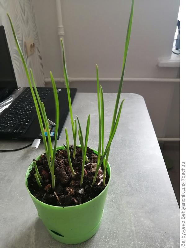 Чесночок в цветочной горшке. Подсаживаю мелкие зубчики постепенно