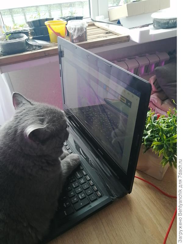 Сидим на 7дачах