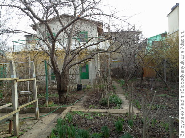 дерево черешни