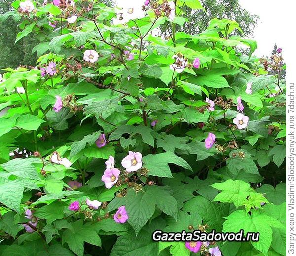 малиноклен