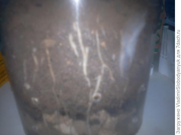 корни черенков гибискуса сирийского