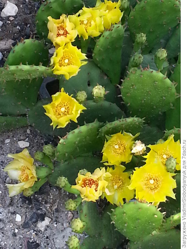 эти для Вас