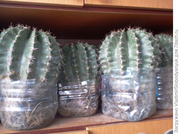 зимнее хранение