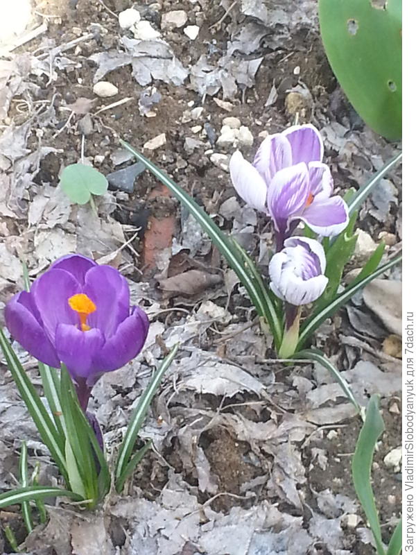 тоже сегодня с дачи