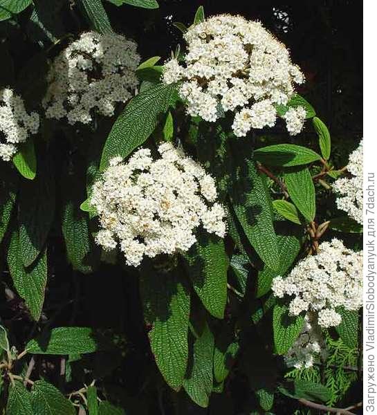 калина морщинолистная