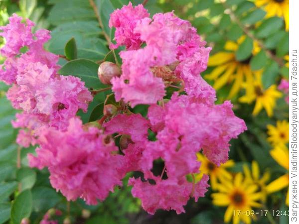 лагерстремия