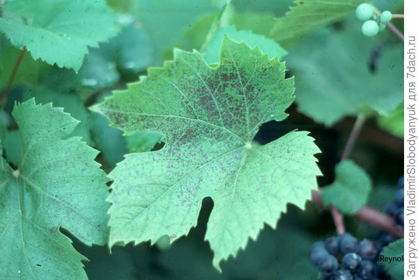 недостаток калия