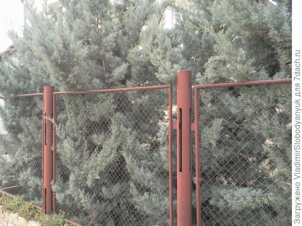 туя или нет