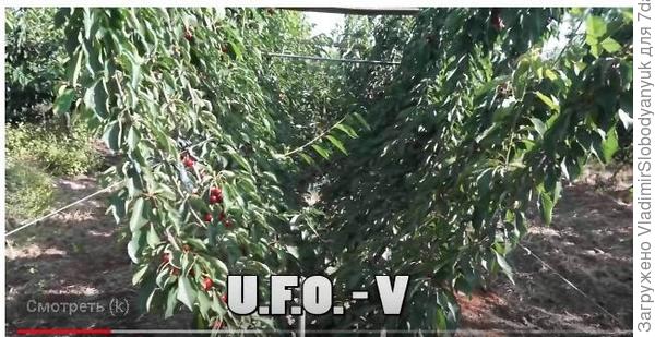 v образно ветки