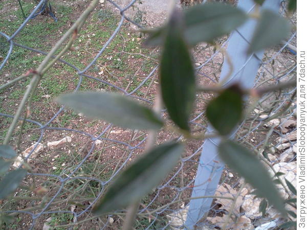 Роза Бэнкса