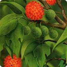 Бруссонетия бумажная, или Японское бумажное дерево, Бумажная шелковица