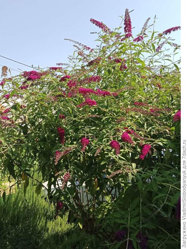 буддлея