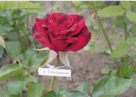 бывает такой