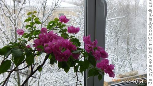 в  г    Волхове у друзей