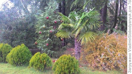 елка  север  пальма   юг