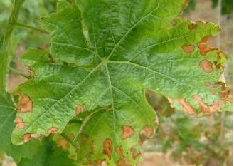 на белых  сортах