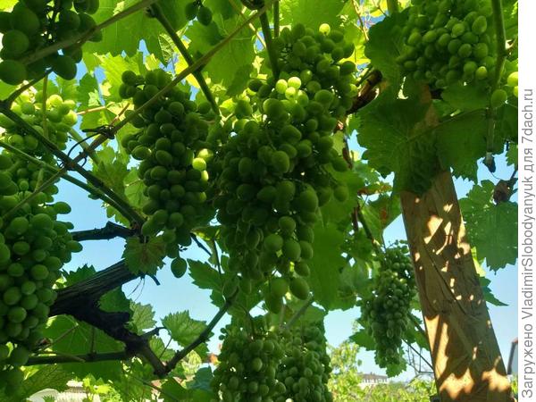 с  2х первых почек