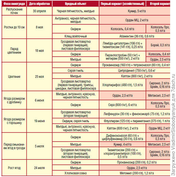 обработка   винограда