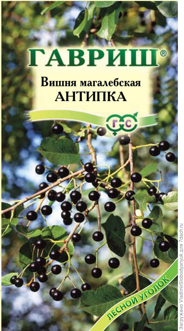 что   то  такое