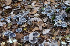 рядовка   =   мышата