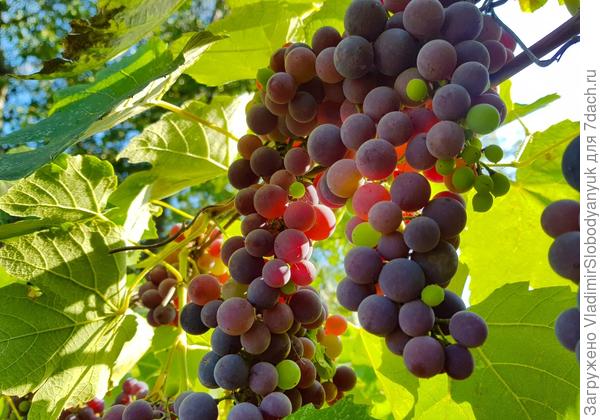 для  красоты