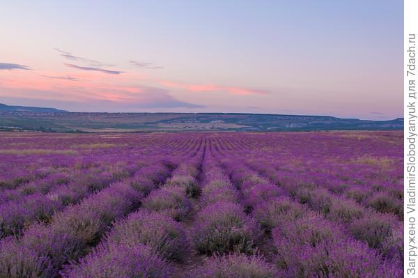 лаванда