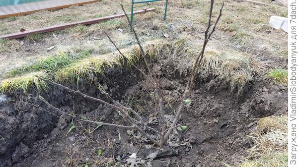 Самара   ИНЖИР