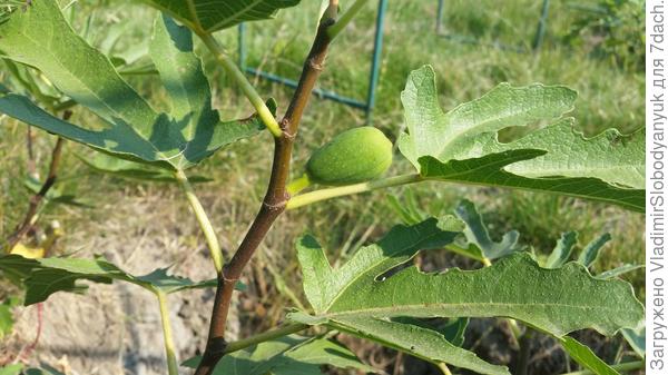 инжир долматский   Самара