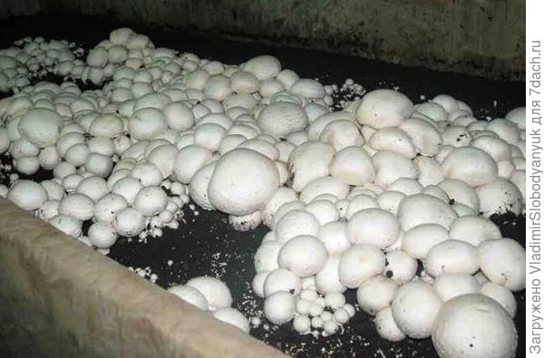 преимущество шампиньонов