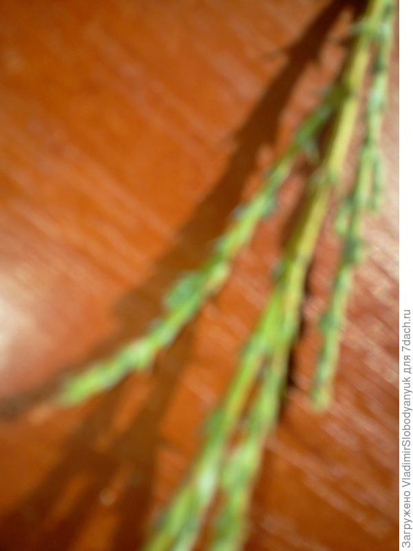 веточка с колючечками