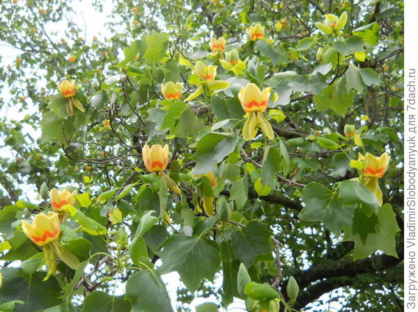 ЭТА КАРТИНКА С 7 ДАЧ